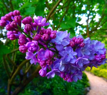 Een bloeiende sering